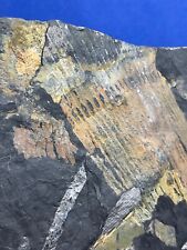 Carboniferous calamites fossil gebraucht kaufen  Saarbrücken