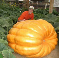 Semi zucca aneto usato  Reggio Calabria