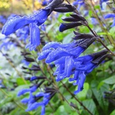Salvia black blue for sale  Milford