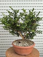 Bosso bonsai buxus usato  Italia