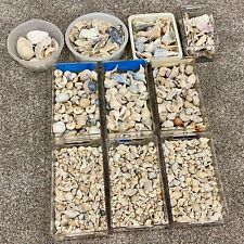 Large 35lbs seashell for sale  Green Bay