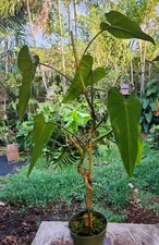 Philodendron domesticum plant for sale  Hollywood