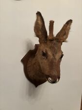 Tête chevreuil taxidermie d'occasion  Longuyon