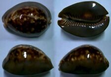 Cypraea mauritia mauritiana d'occasion  Monts