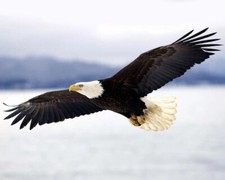 Nature bald eagle for sale  USA
