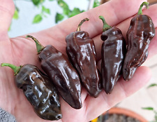 Semi peperoncino fatalii usato  Italia