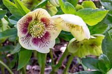 Hellebore hybridus white for sale  NOTTINGHAM