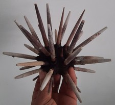 Curiosité taxidermie énorme d'occasion  Montpellier-