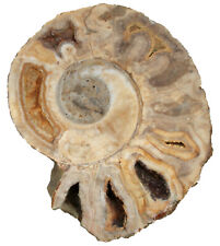 Lias lytoceras fimbriatum gebraucht kaufen  Erlangen