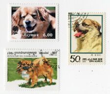 Tibetan spaniel collection for sale  COLEFORD