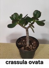 Crassula ovata altezza usato  Lentini