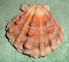 Rfm 81277 nodipecten for sale  Largo
