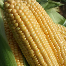 Sweetcorn goldcrest plug for sale  LLANDYSUL