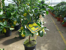 Zitronenbaum zitrone stark gebraucht kaufen Zitronenbaum zitrone stark gebraucht kaufen  Düsseldorf