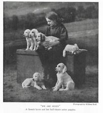 English setter pups for sale  Lutz