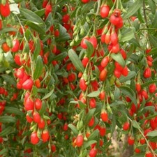 Organic goji berry for sale  Sugar Land