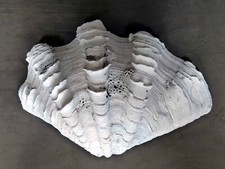 Echte riesenmuschel tridacna gebraucht kaufen  Dessau-Roßlau
