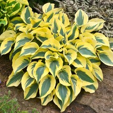 Hosta autumn frost for sale  UK