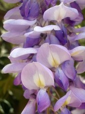 Bonsai wisteria sinensis for sale  MOELFRE