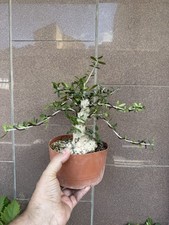 Olivastro bonsai super usato  Italia