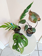 Monstera philodendron set gebraucht kaufen  Königslutter am Elm