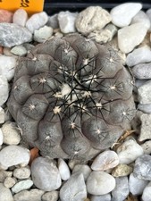 Używany, Copiapoa cinerea ssp columna alba D20 rzadki Ariocarpus pyrrhocactus eriosyce na sprzedaż Używany, Copiapoa cinerea ssp columna alba D20 rzadki Ariocarpus pyrrhocactus eriosyce na sprzedaż  Wysyłka do Poland