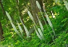Black cohosh plants for sale  Tazewell