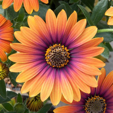 Osteospermum zion purple for sale  UK