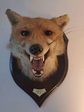 Rowland ward taxidermy for sale  CRIEFF