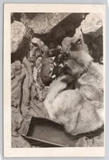 Vintage photo german for sale  Brush Creek
