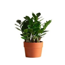 Plant rare 4inches for sale  Modesto