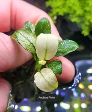 Aquariumpflanze anubias pinto gebraucht kaufen Aquariumpflanze anubias pinto gebraucht kaufen  Braunschweig