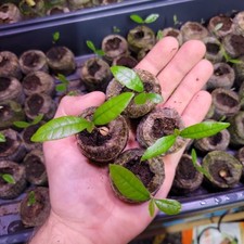 Set miracle berry for sale  Franklinton