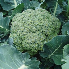 thompson morgan seeds for sale thompson morgan seeds for sale IPSWICH