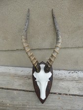 Bleßbock geweih antilope gebraucht kaufen  Hof