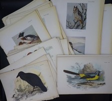 british birds for sale british birds for sale CRIEFF