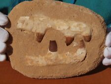 dinosaur fossil for sale  Tucson