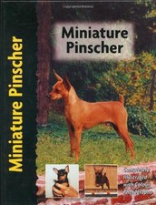Miniature pinscher schwartz for sale Miniature pinscher schwartz for sale  ROSSENDALE