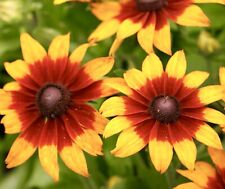 Golden star rudbeckia for sale  DEWSBURY