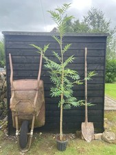 Sorbus olympic flame for sale  NEWRY