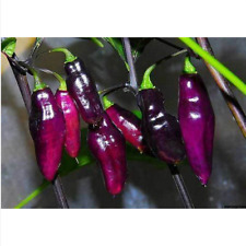 Peperoncino pimenta neyde usato  Trappeto
