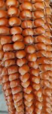 Mais 1800 grano usato  Torcegno