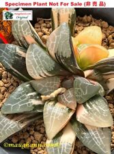 10 sementes - Haworthia correcta 'Serviço' variegada Colheita: 06/2024, SE-24-2024 comprar usado  Enviando para Brazil