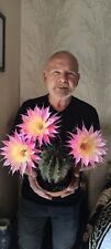 Echinopsis trichocereus. lobiv usato  Pomezia
