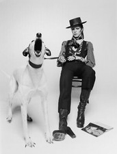 David bowie dog for sale  LEIGHTON BUZZARD