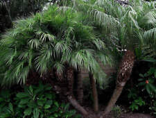 Phoenix roebelenii pygmy for sale  Miami
