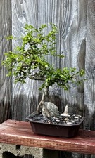 Graceful chinese elm for sale  Brentwood