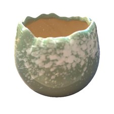 Small succulent plant for sale  Waterloo