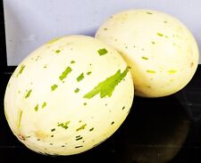 Snowball melon cucumis for sale  LONDON