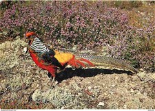 Animaux oiseaux faisan d'occasion  Fruges
